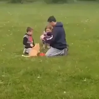 #猫猫头 请求撤退