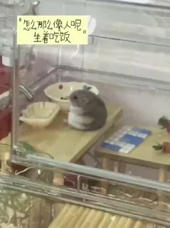 胖乎乎的