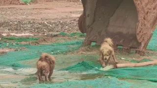 你是个狗吧